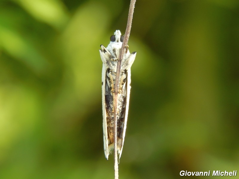 Myielois circonvoluta ?